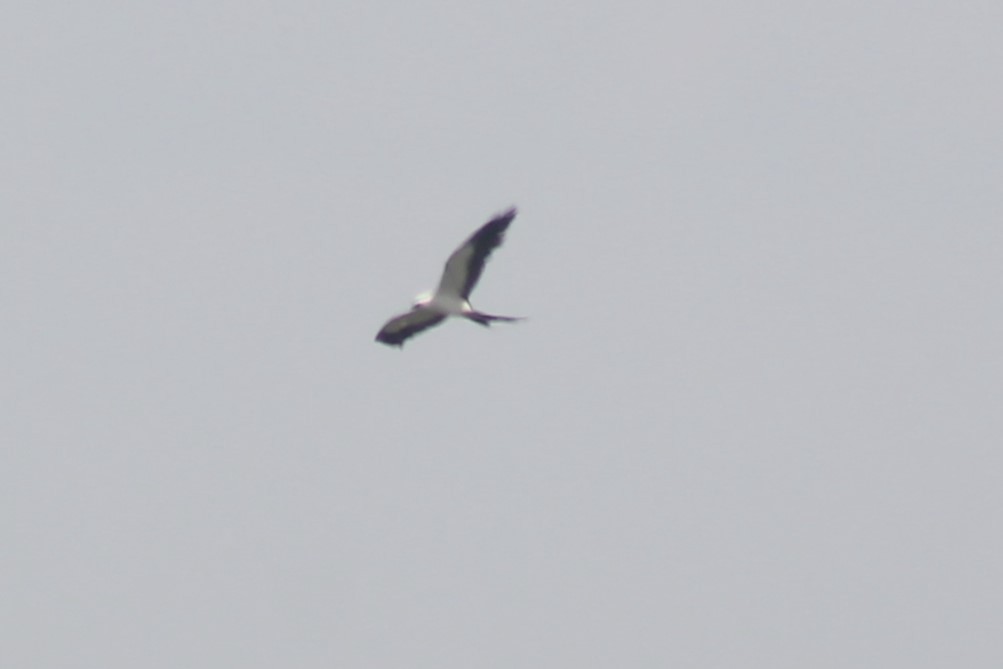Swallow-tailed Kite - ML619580645