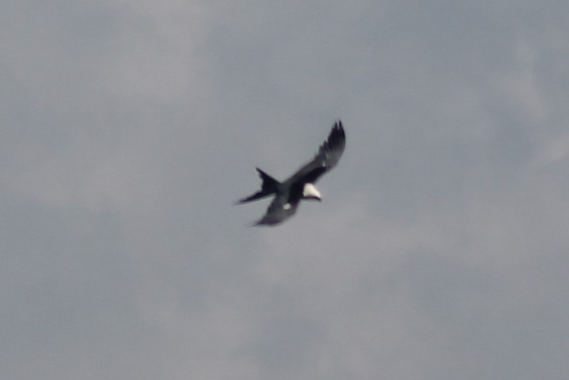 Swallow-tailed Kite - Kyle Smith