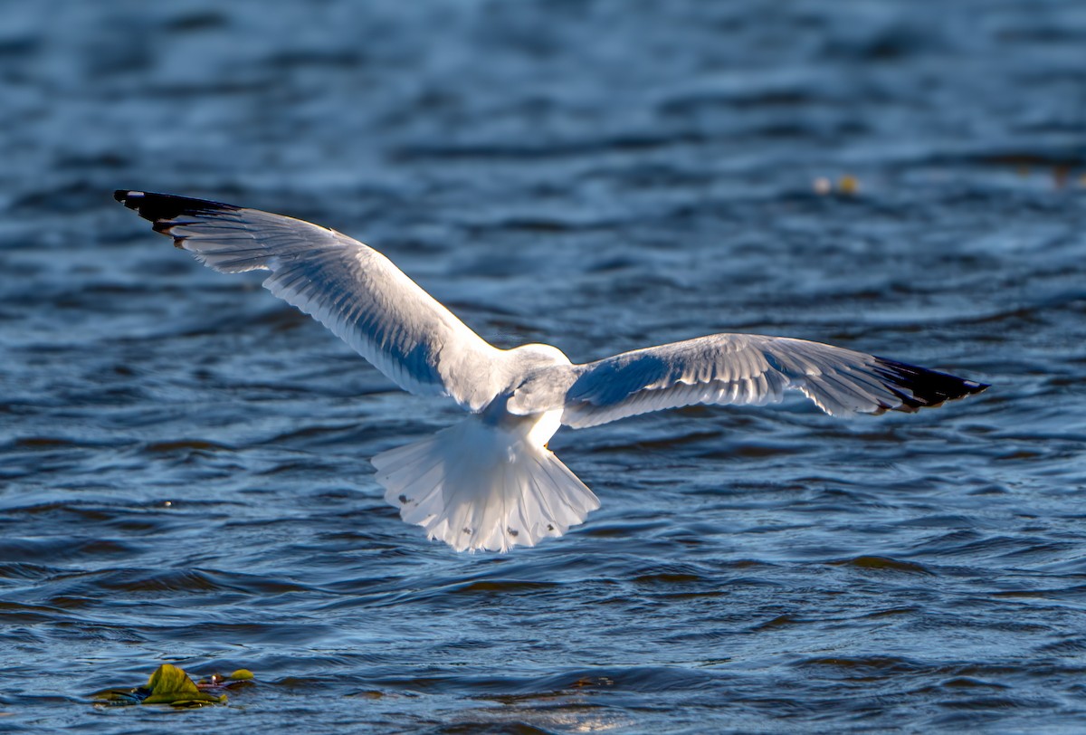 Herring Gull - Harvey Fielder