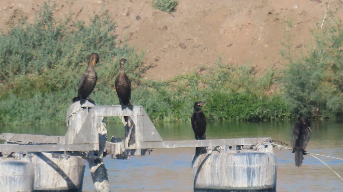 Neotropic Cormorant - Anne (Webster) Leight