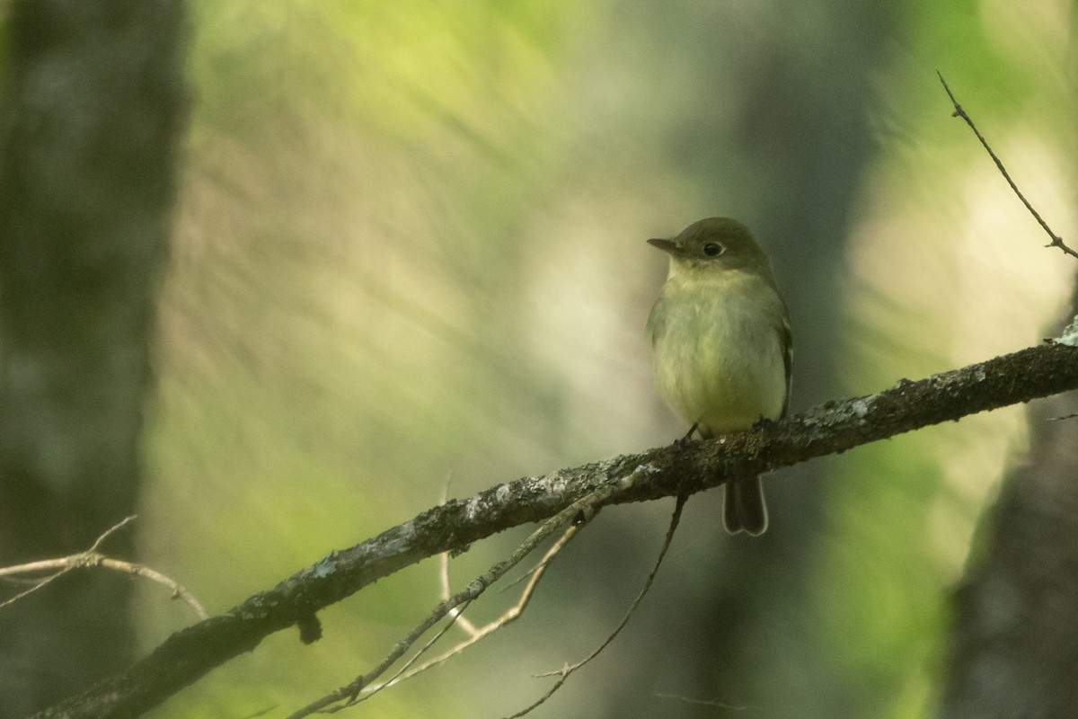 Yellow-bellied Flycatcher - Kyle Nelson