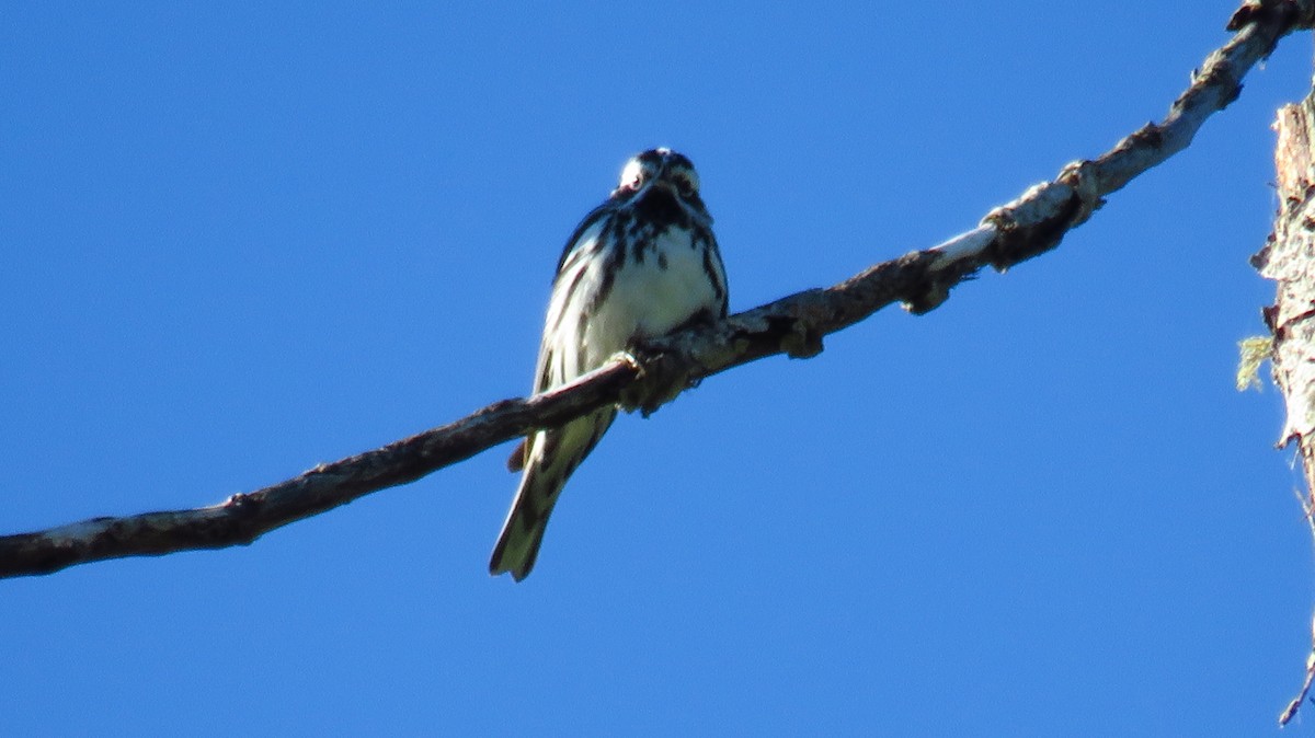 Black-and-white Warbler - Peter Fraser