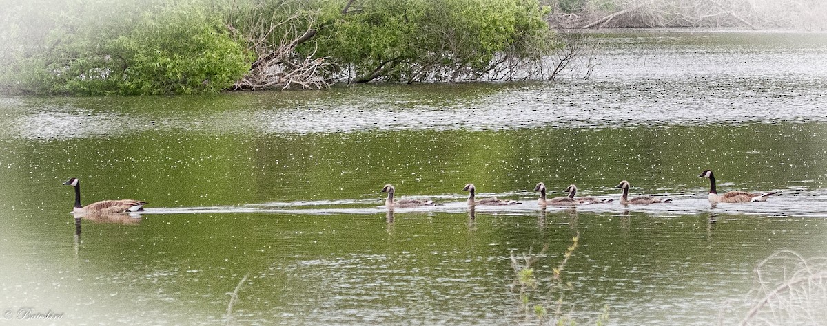 Canada Goose - Patricia Bates