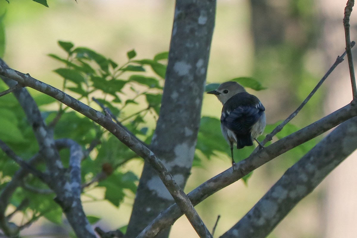 Daurian Starling - Mariia Bukhareva