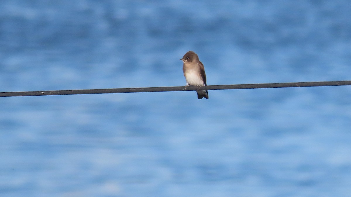 Northern Rough-winged Swallow - Anne (Webster) Leight