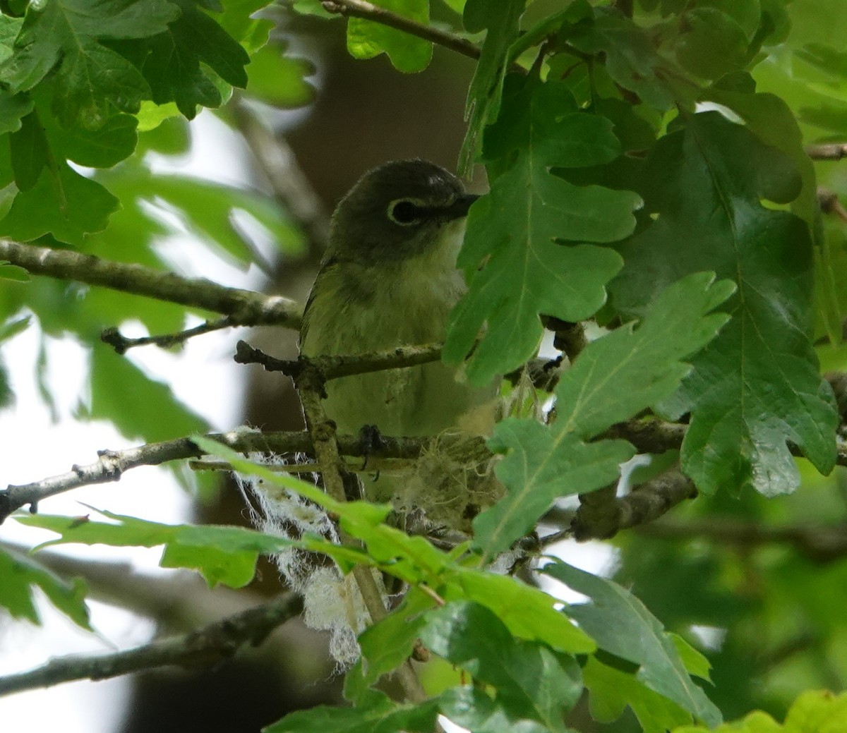 Cassin's Vireo - Justin Cook