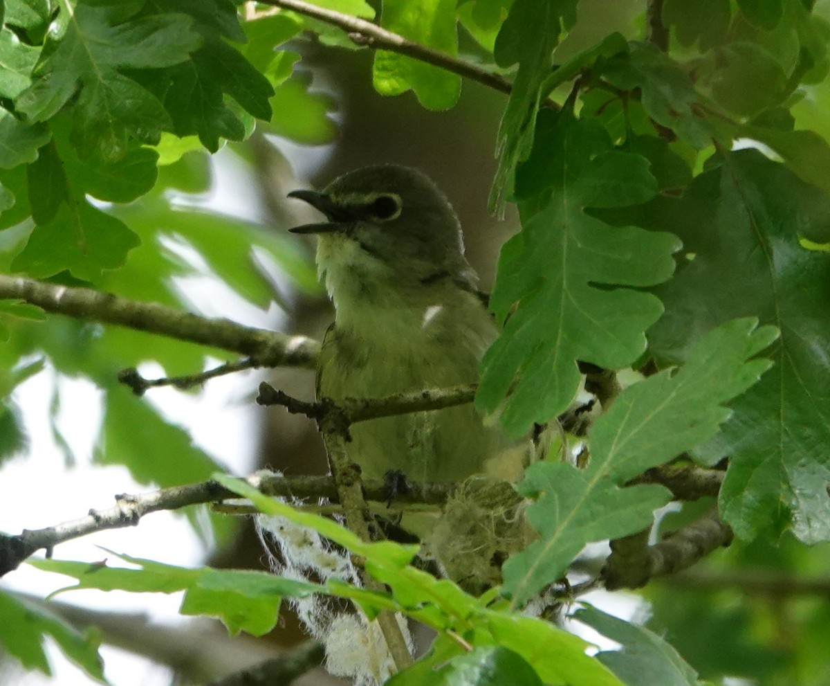 Cassin's Vireo - Justin Cook