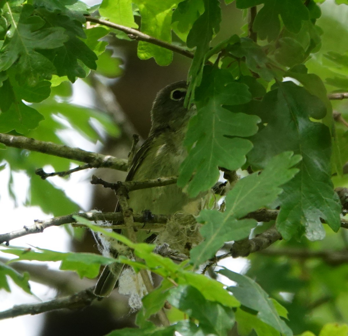 Cassin's Vireo - Justin Cook