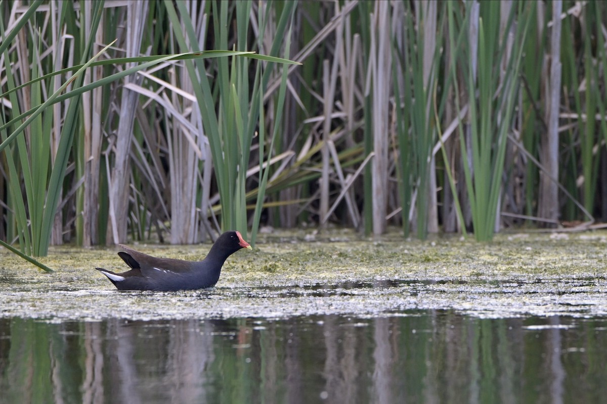 Common Gallinule - ML619580682