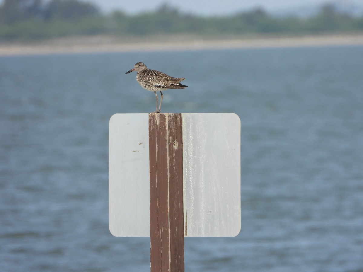 Willet - Michelle Hanko