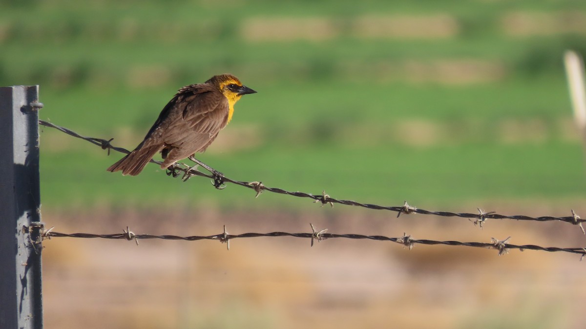 Yellow-headed Blackbird - Anne (Webster) Leight