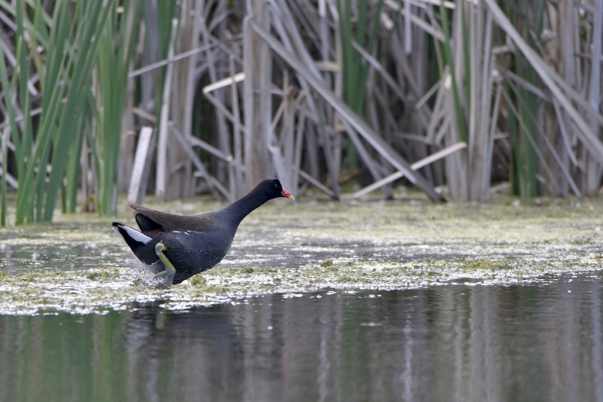 Gallinule d'Amérique - ML619580692