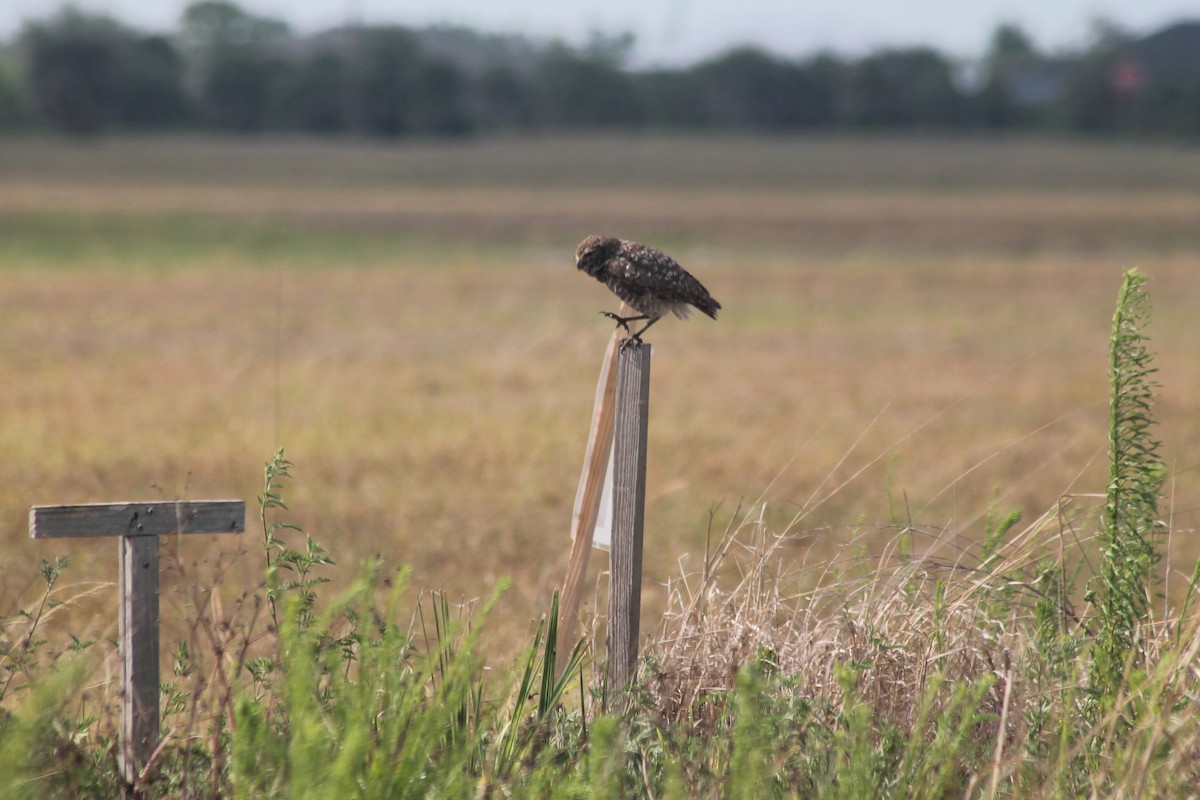 Burrowing Owl - Kyle Smith