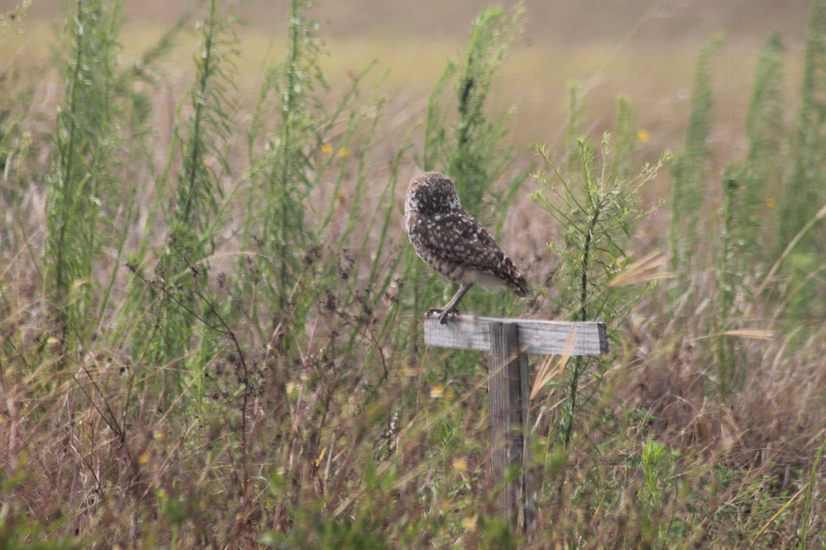 Burrowing Owl - Kyle Smith