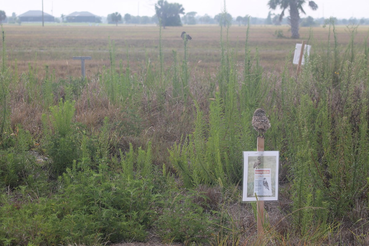 Burrowing Owl - Kyle Smith