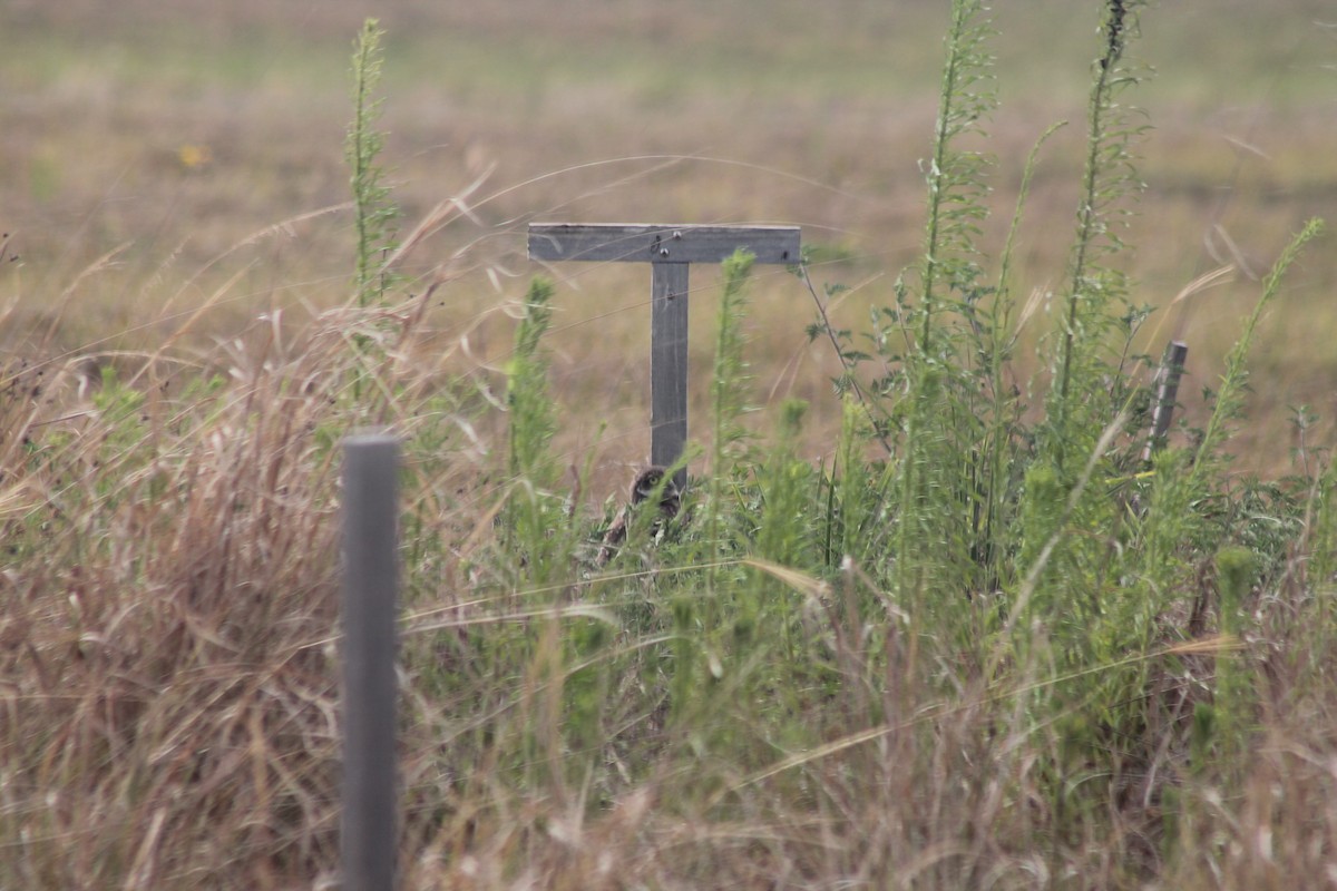 Burrowing Owl - Kyle Smith