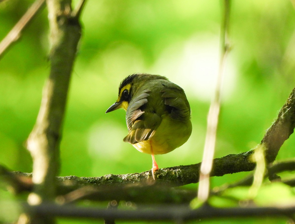 Kentucky Warbler - Susan Brauning