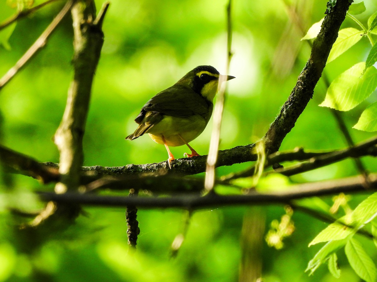 Kentucky Warbler - Susan Brauning