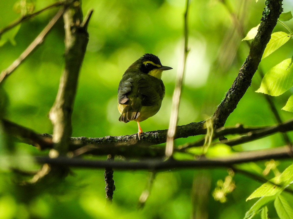 Kentucky Warbler - Susan Brauning