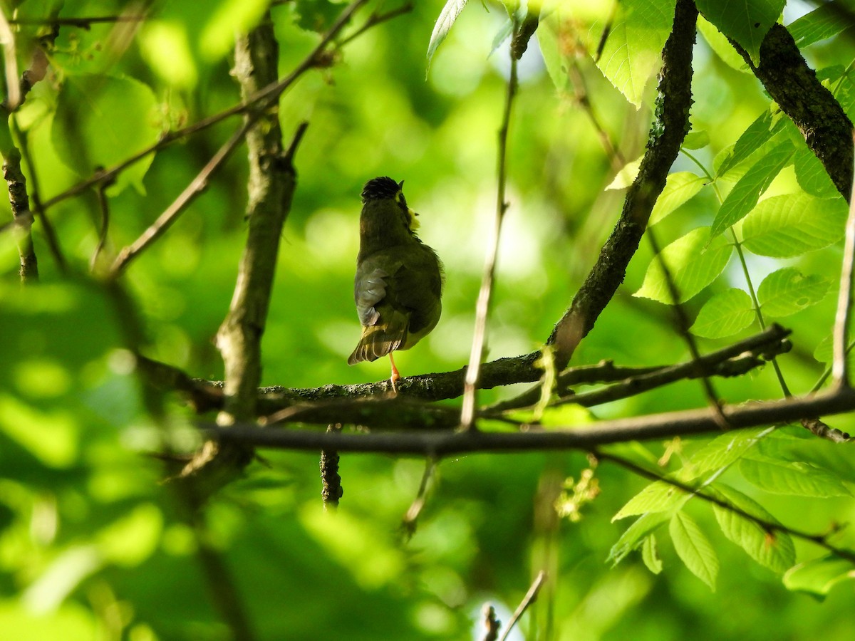 Kentucky Warbler - Susan Brauning