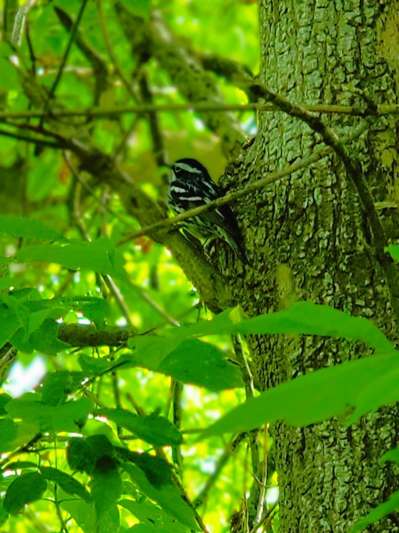 Black-and-white Warbler - ML619580722