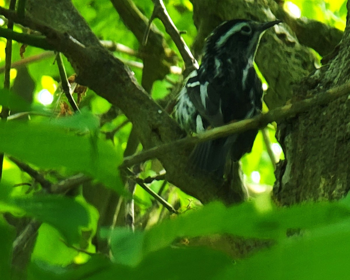 Black-and-white Warbler - ML619580723