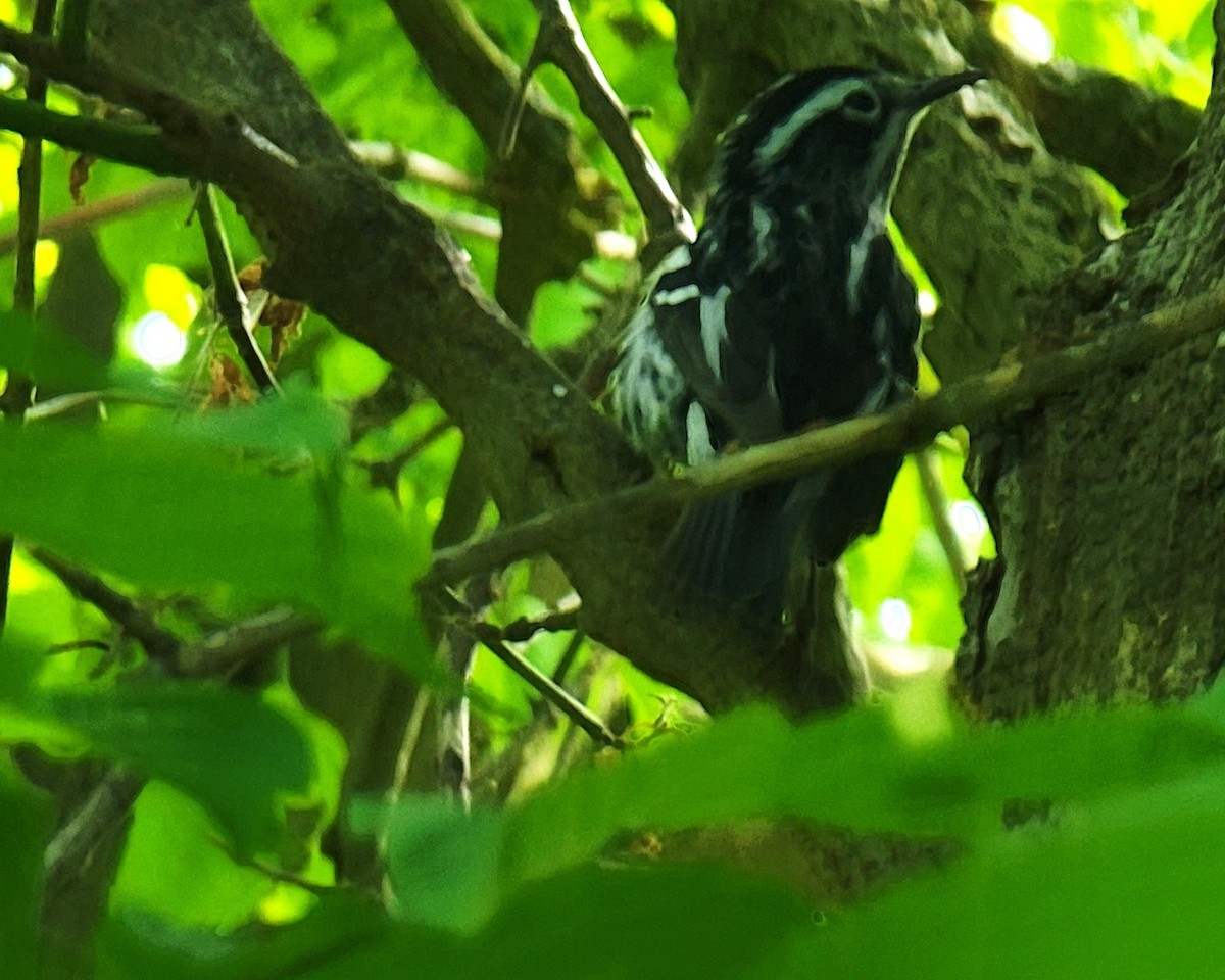 Black-and-white Warbler - ami horowitz