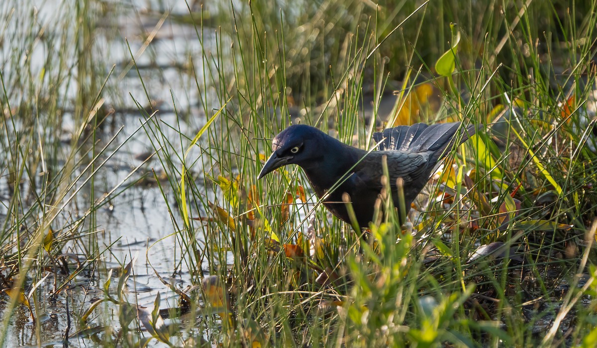 Common Grackle - ML619580726