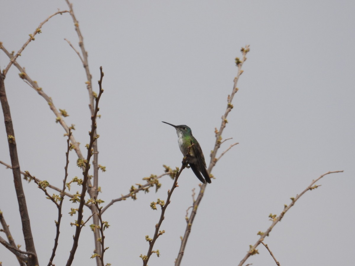 Azure-crowned Hummingbird - Rebecca Barahona Parada
