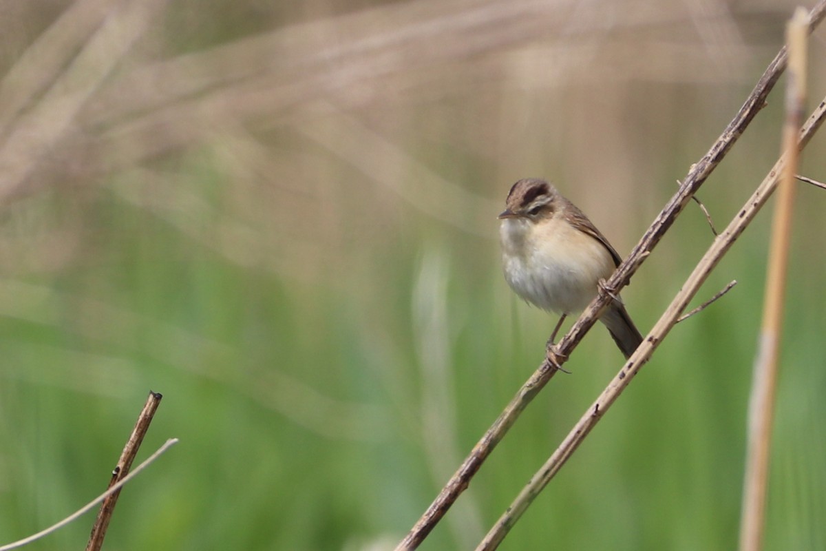 Black-browed Reed Warbler - Mariia Bukhareva