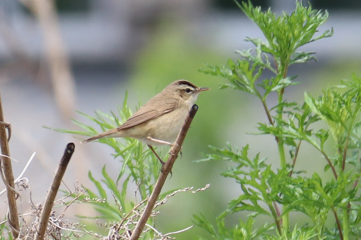 Black-browed Reed Warbler - Mariia Bukhareva