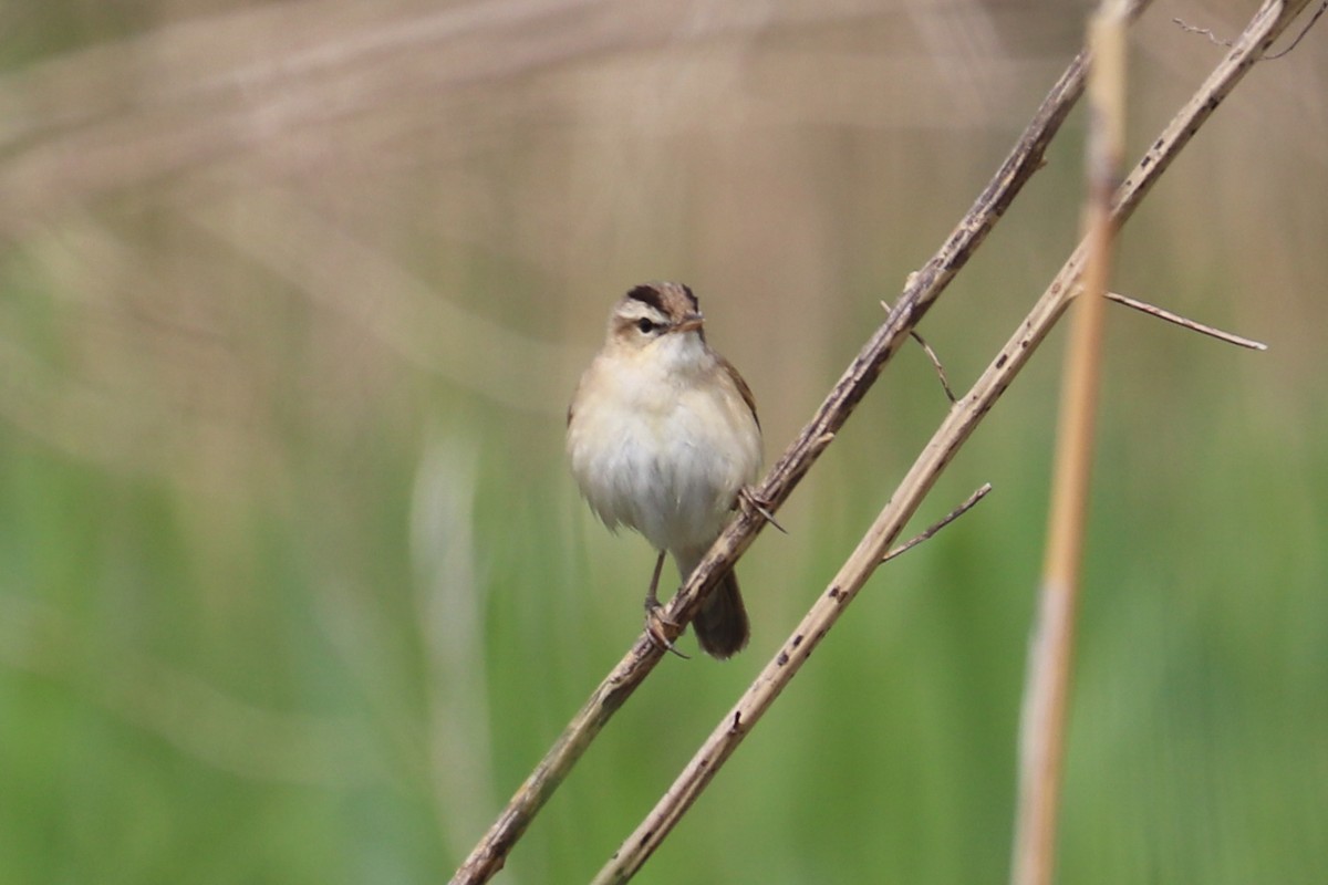 Black-browed Reed Warbler - Mariia Bukhareva