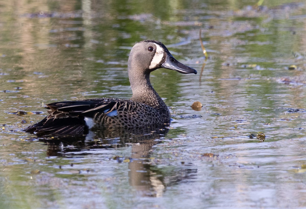 Blue-winged Teal - Hervé Daubard