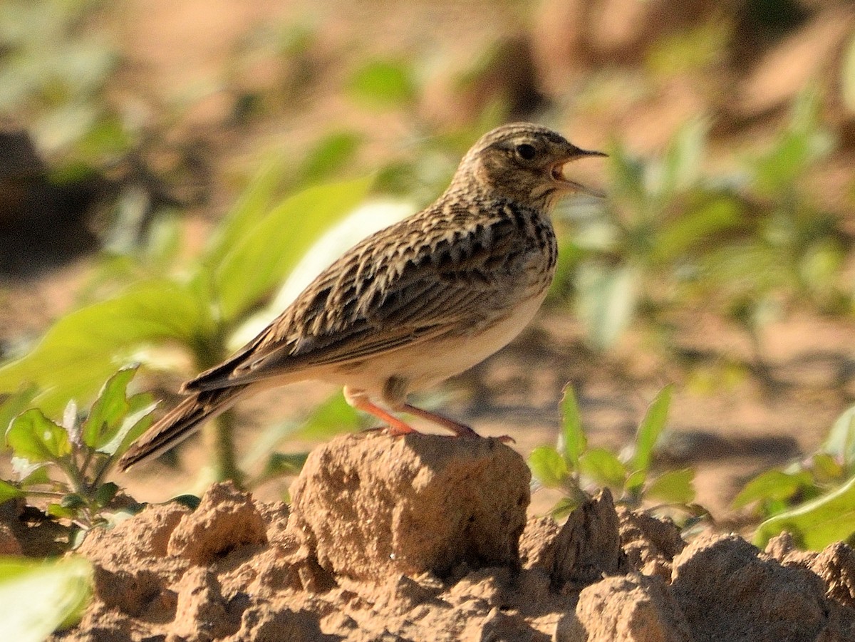 Eurasian Skylark - Andrés Turrado Ubón