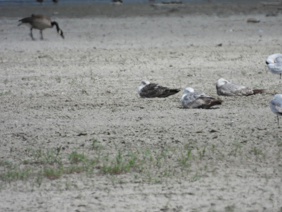 Lesser Black-backed Gull - ML619580748