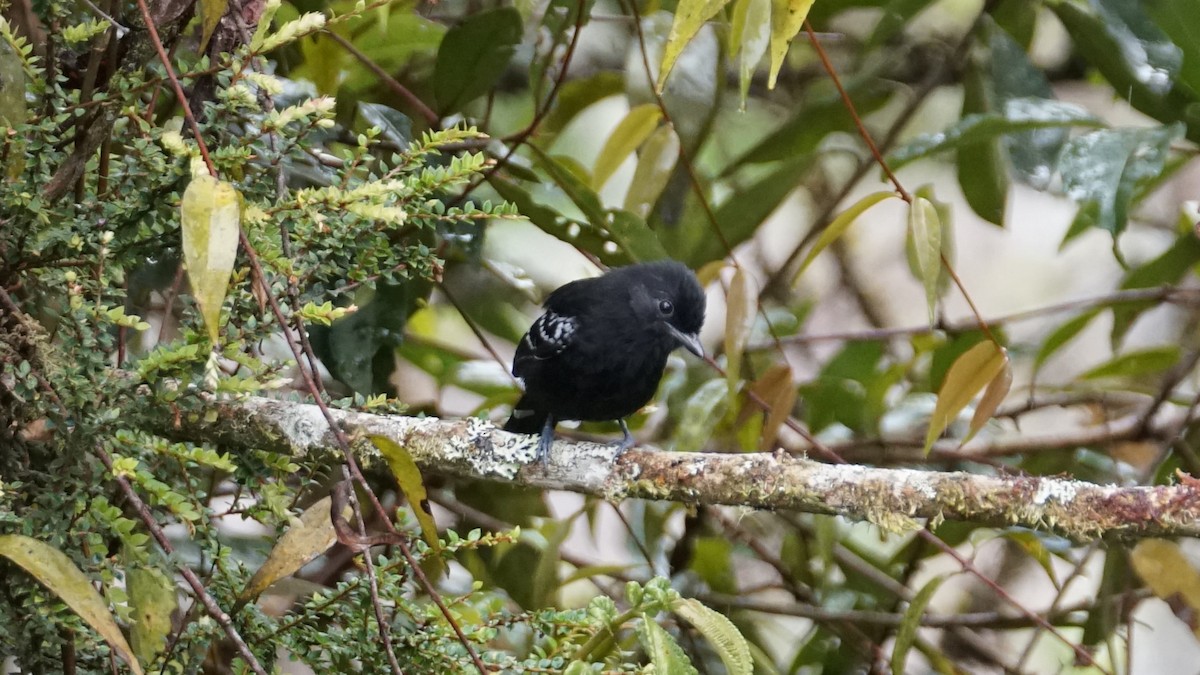 Variable Antshrike - Paul Gössinger