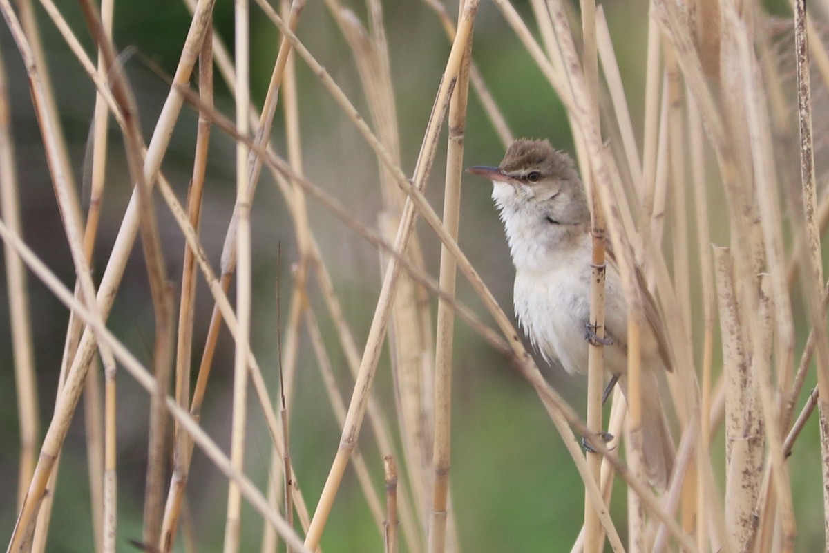 Oriental Reed Warbler - Mariia Bukhareva