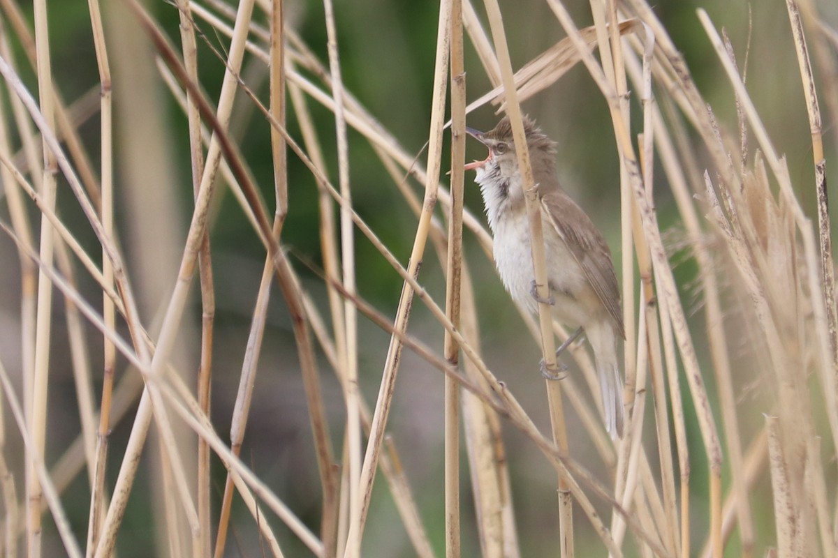 Oriental Reed Warbler - Mariia Bukhareva