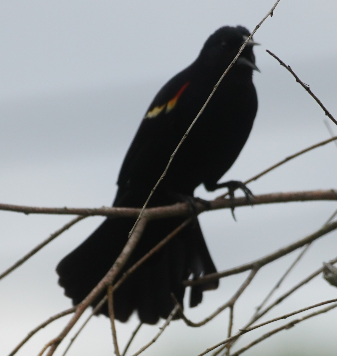 Red-winged Blackbird - ML619580764