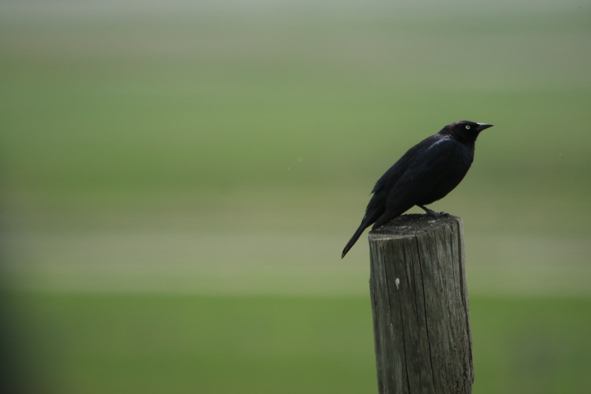 Brewer's Blackbird - Jocelyn Rawleigh