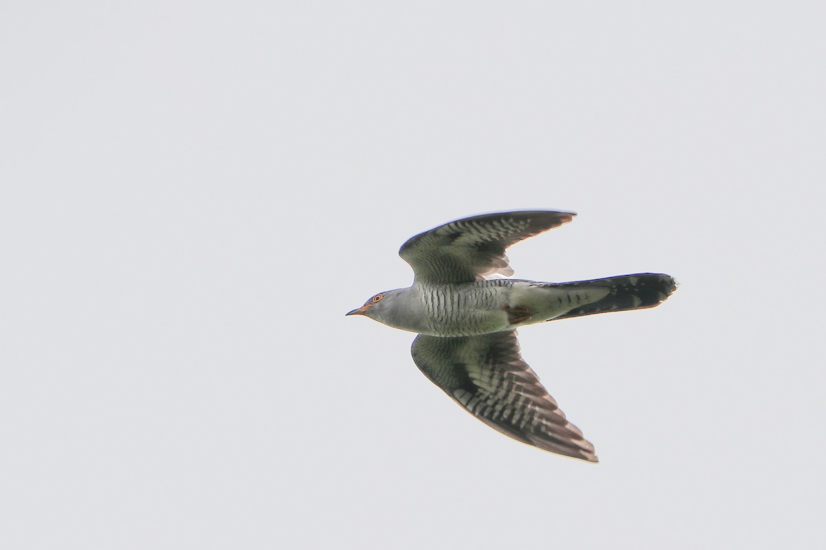 Common Cuckoo - Mariia Bukhareva