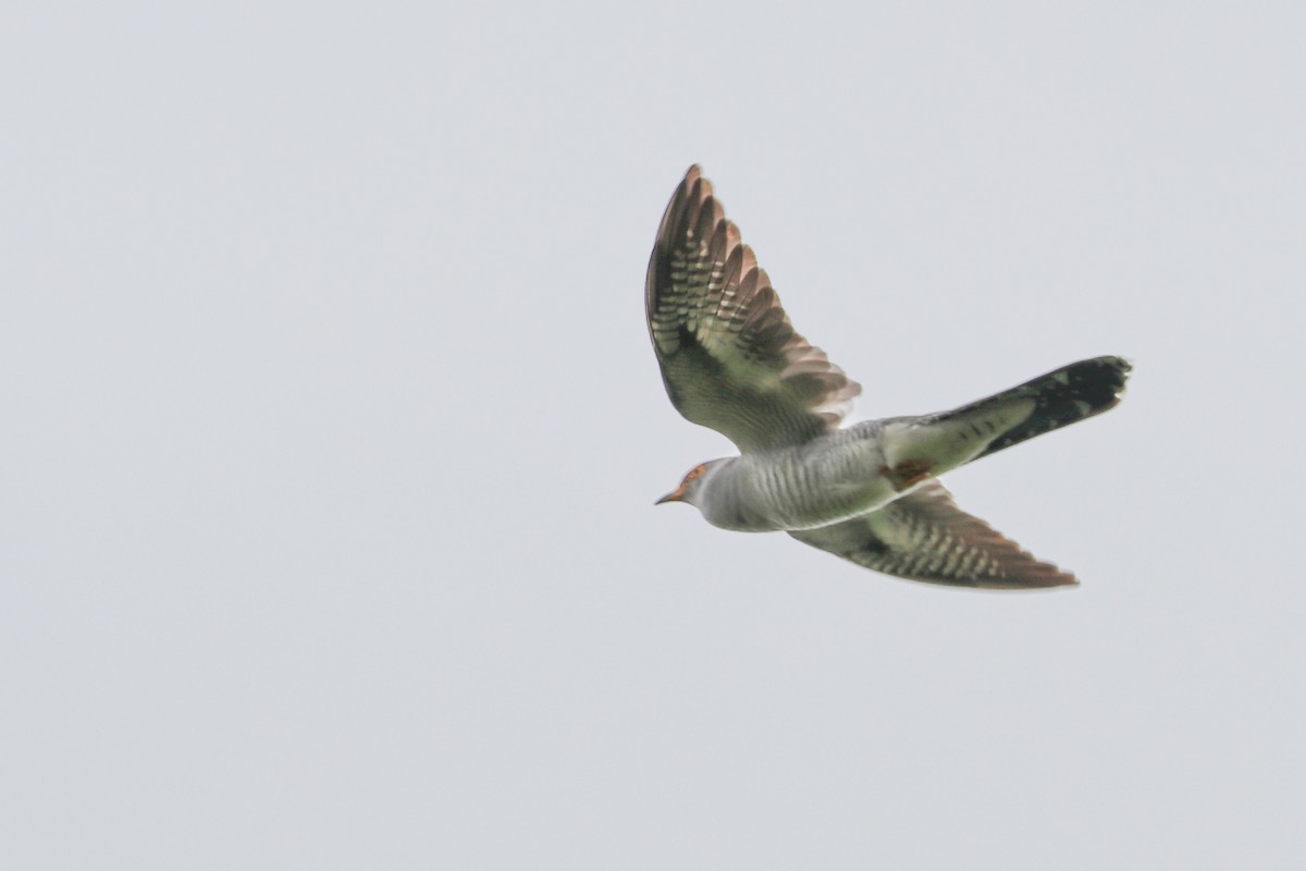 Common Cuckoo - Mariia Bukhareva