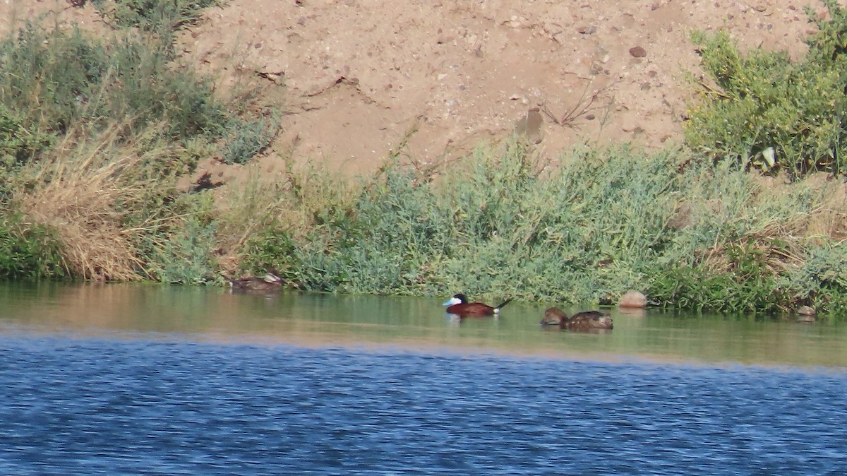 Ruddy Duck - Anne (Webster) Leight