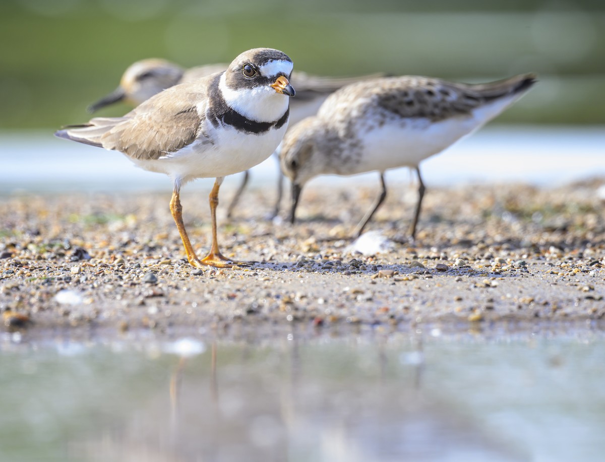 Semipalmated Plover - Jocelyn  Anderson