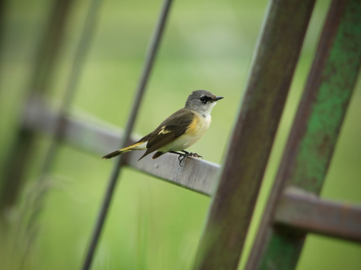 American Redstart - Jocelyn Rawleigh