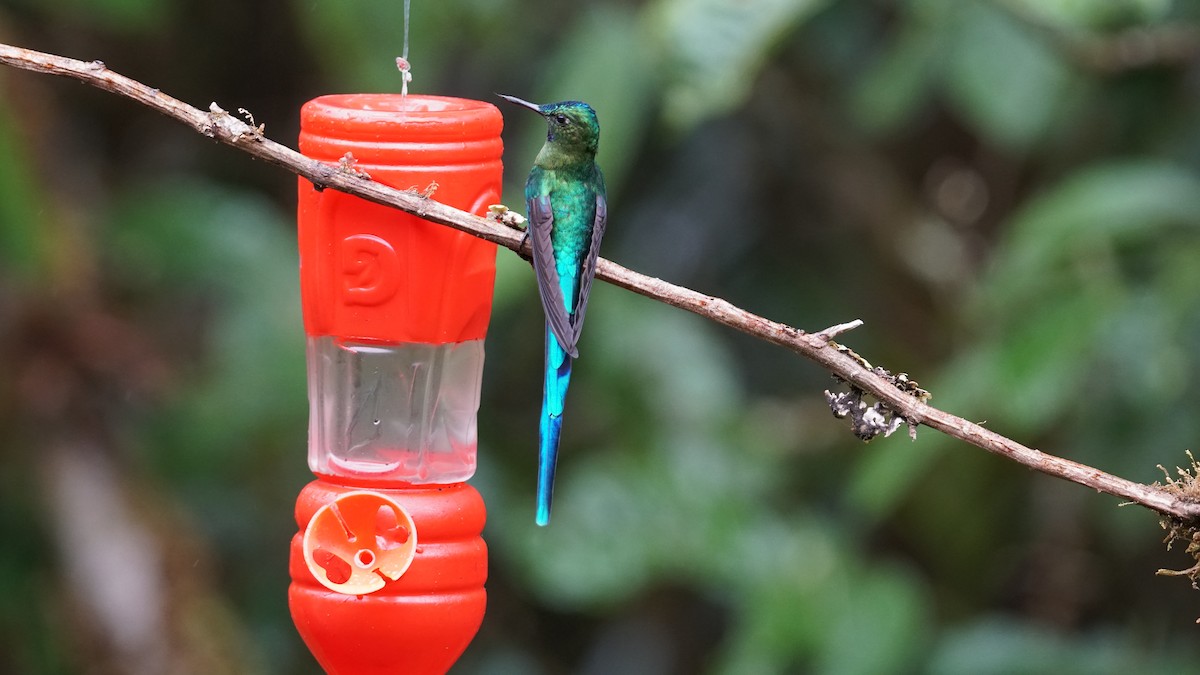 Long-tailed Sylph - Paul Gössinger