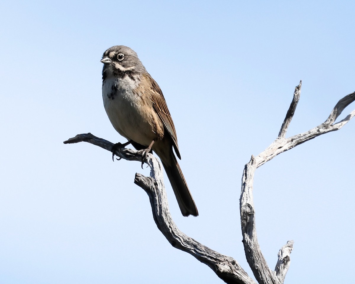 Bell's Sparrow - Torgil Zethson