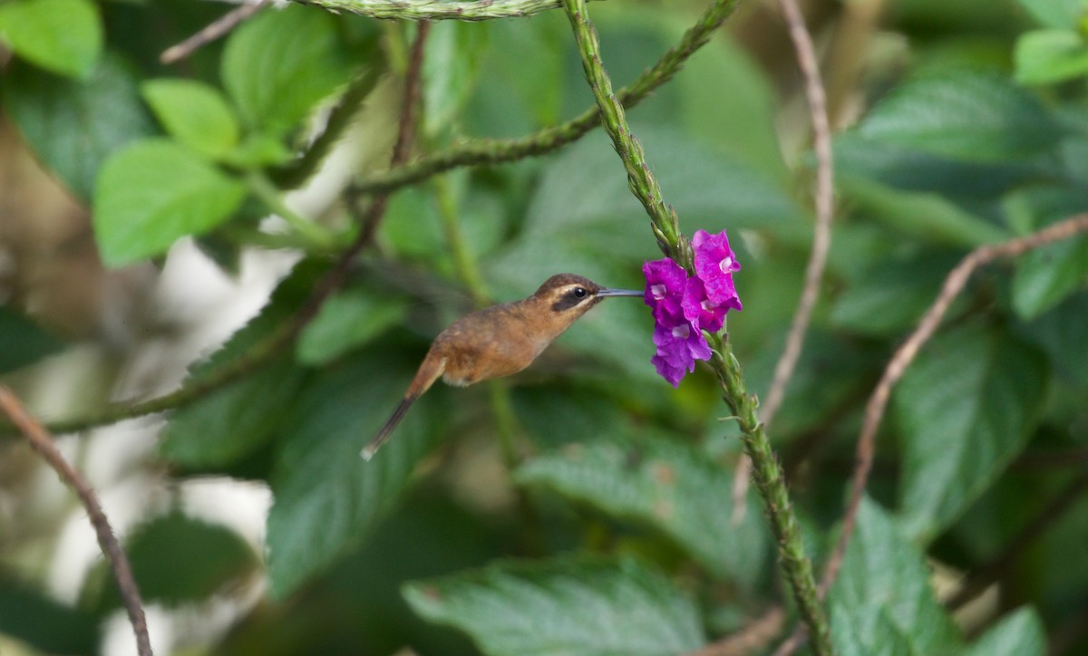 Stripe-throated Hermit - David Brassington