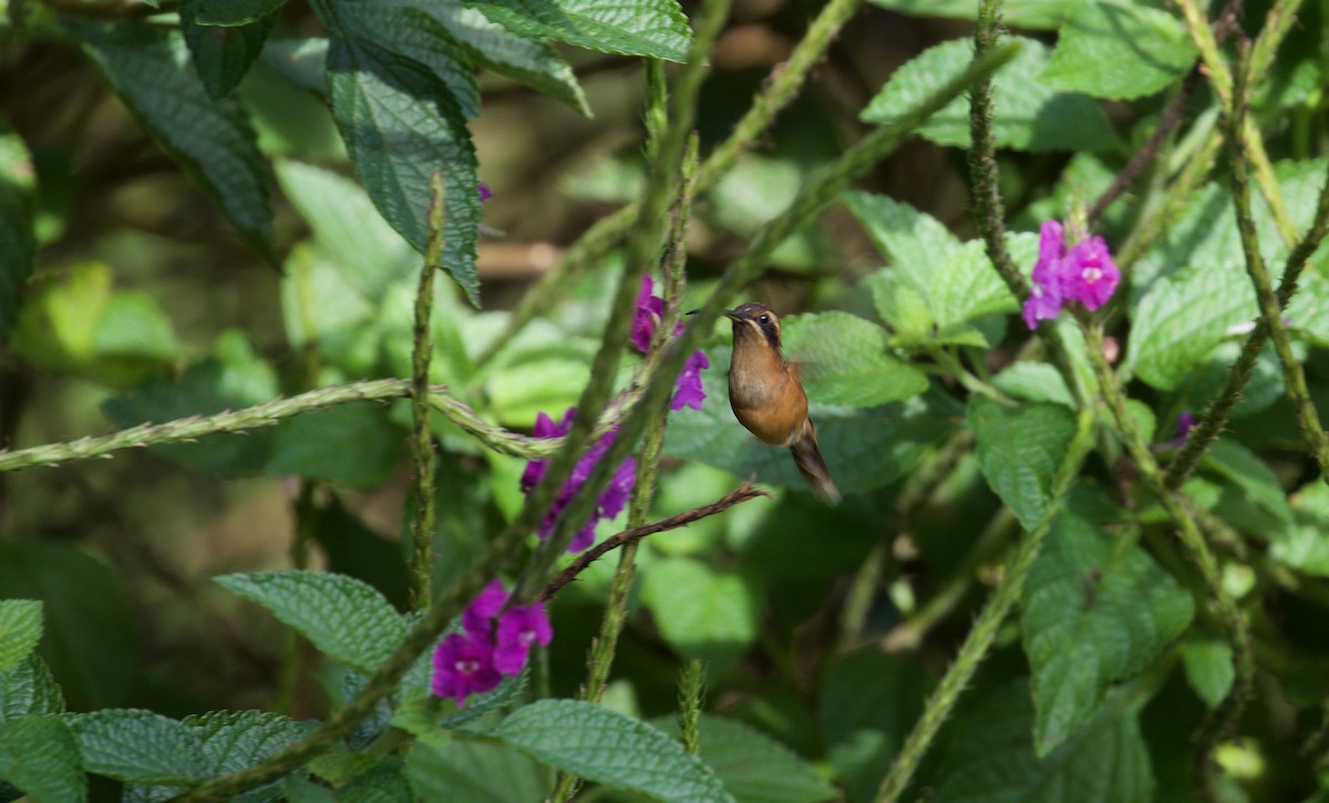 Stripe-throated Hermit - David Brassington