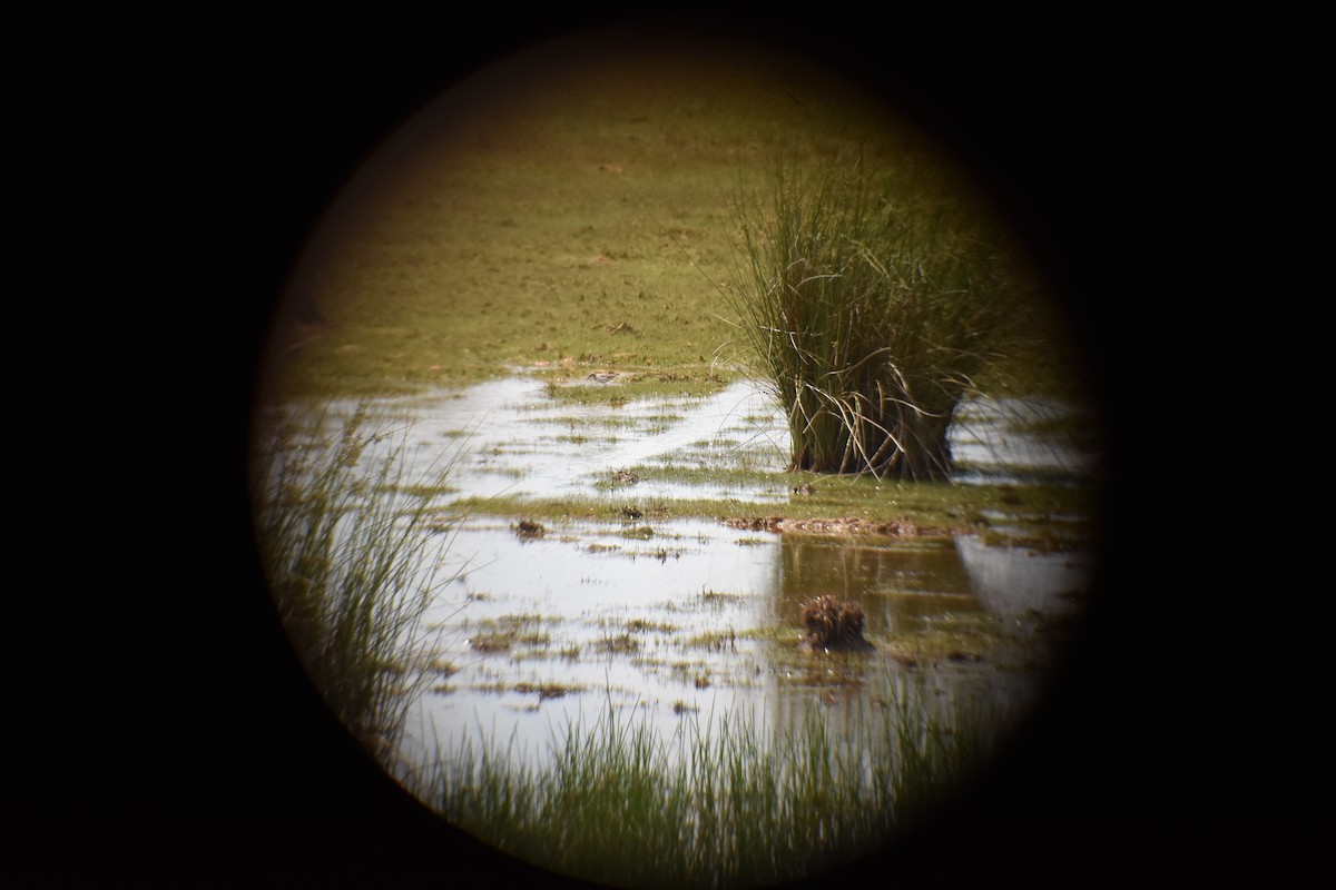 Least Sandpiper - Matthew Campbell